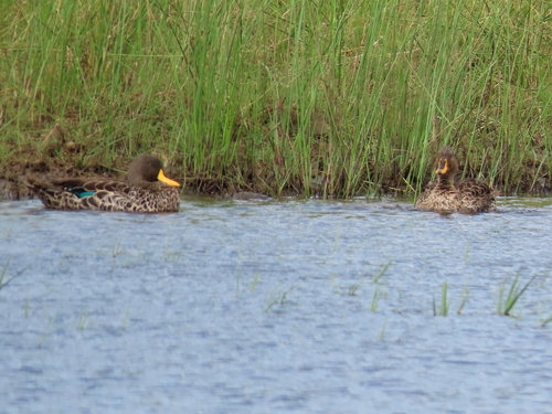 iNaturalist image