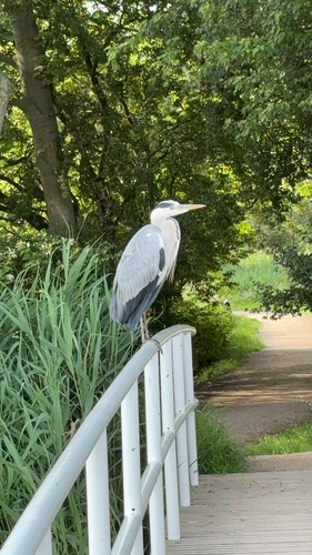 Grey Heron