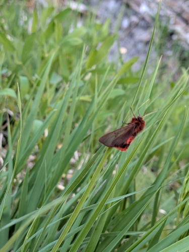 Ruby Tiger Moth
