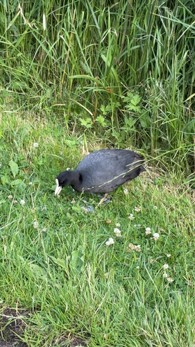 Eurasian Coot