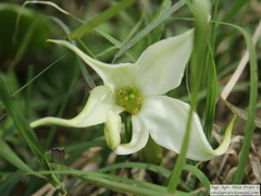 Jaborosa integrifolia