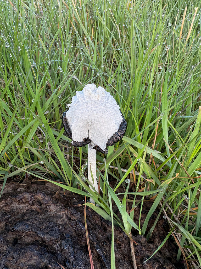 Snowy Inkcap