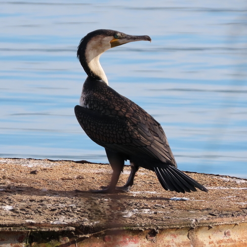 iNaturalist image