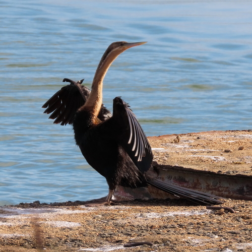 iNaturalist: (c) moxcalvitiumtorgos, some rights reserved (CC BY-NC), uploaded by moxcalvitiumtorgos iNaturalist image