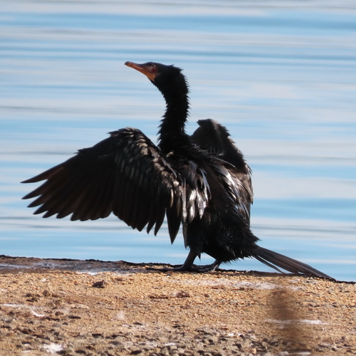 iNaturalist image