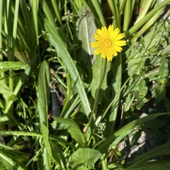 Leontodon saxatilis saxatilis