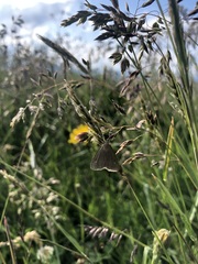 Udea uliginosalis
