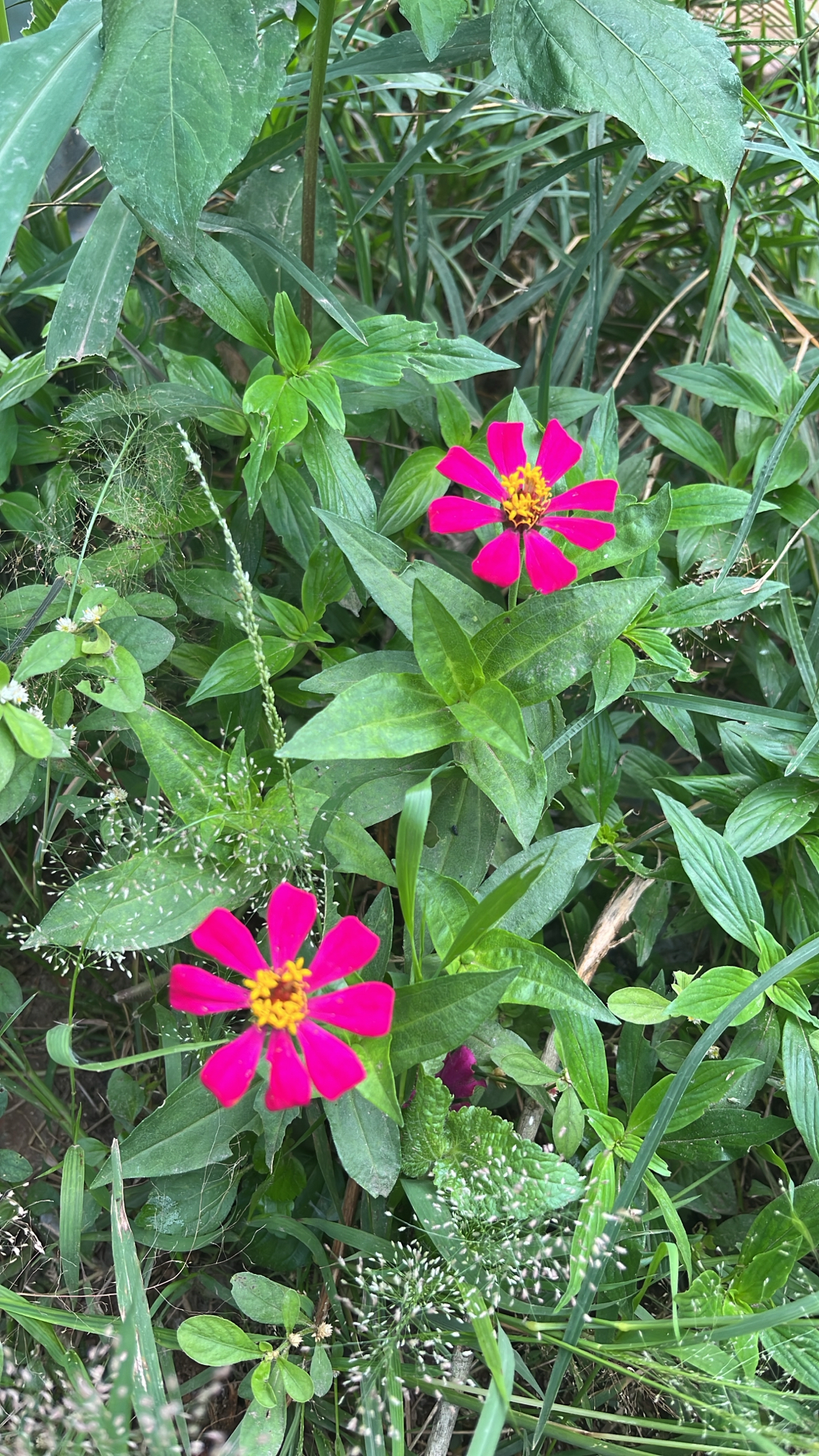 Zinnia elegans
