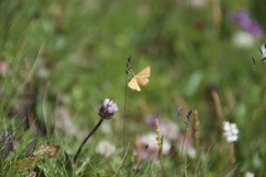 Idaea serpentata