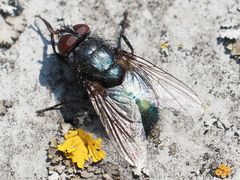 Protophormia terraenovae