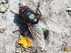 Protophormia terraenovae