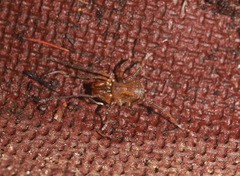 Triaenonychidae