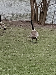 Branta canadensis
