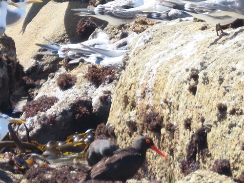 iNaturalist image