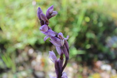 Limodorum trabutianum