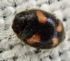 Nephus quadrimaculatus