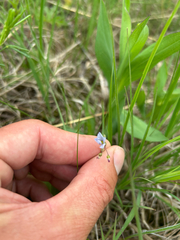 Sisyrinchium campestre, photograph author not stated, no rights reserved