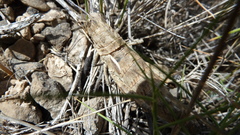 Eumigus