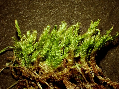 Stereodon callichrous observed 2026-05-30
