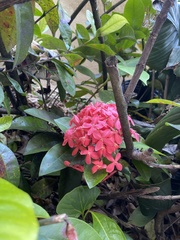 Ixora coccinea