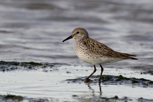 Correlimos culiblanco (Calidris fuscicollis)