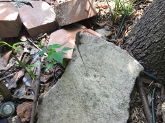Anolis sagrei