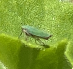 Graphocephala cythura