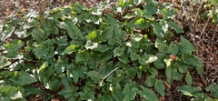 Arum orientale