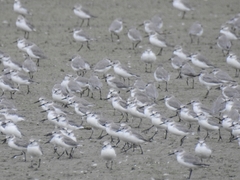 Anarhynchus frontalis