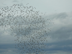 Anarhynchus frontalis