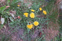 Taraxacum tumentilobum