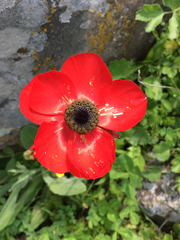 Ranunculus asiaticus