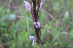 Limodorum trabutianum