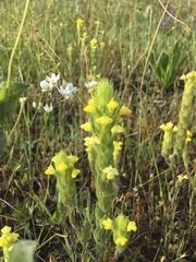 Castilleja rubicundula lithospermoides