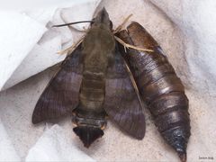 Macroglossum corythus