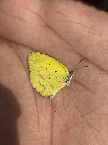 No-brand Grass-yellow