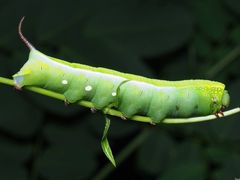Macroglossum corythus