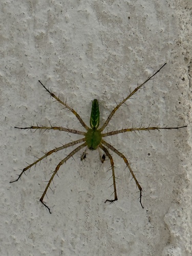 Green Lynx Spider