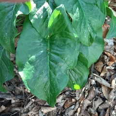 Arum orientale