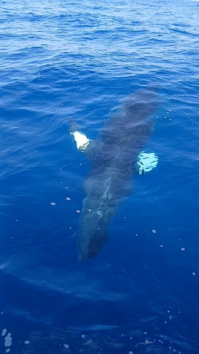 Common Minke Whale, photo 4 of 10