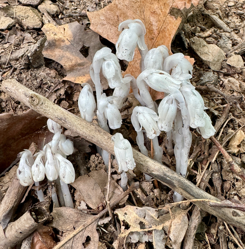 Ghost Pipe