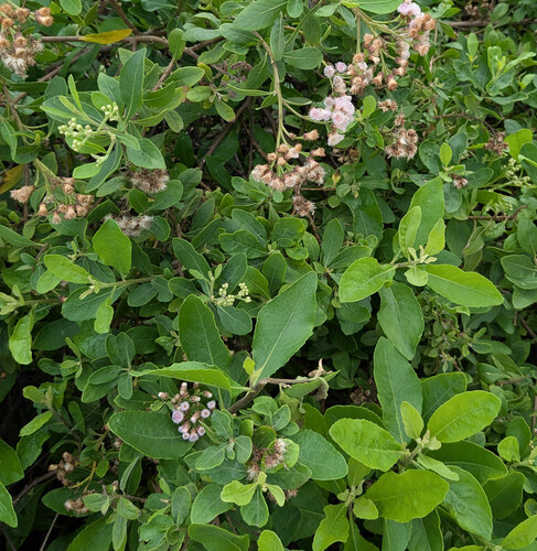 Pluchea fosbergii observed 2026-04-16