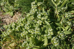 Valerianella turgida