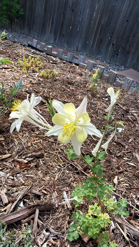 Aquilegia coerulea