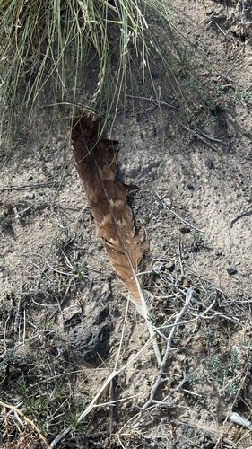 Golden Eagle