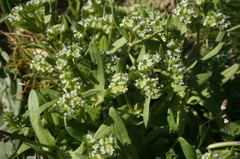 Valerianella turgida
