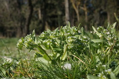 Valerianella turgida