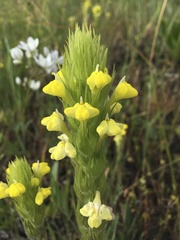 Castilleja rubicundula lithospermoides