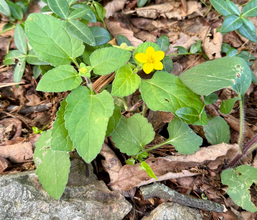 northern green-and-gold