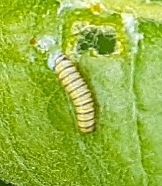 Monarchfalter